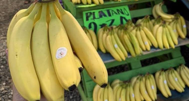 Plátano de Cerro de Ortega no se venderá por debajo de 4 pesos el kilo